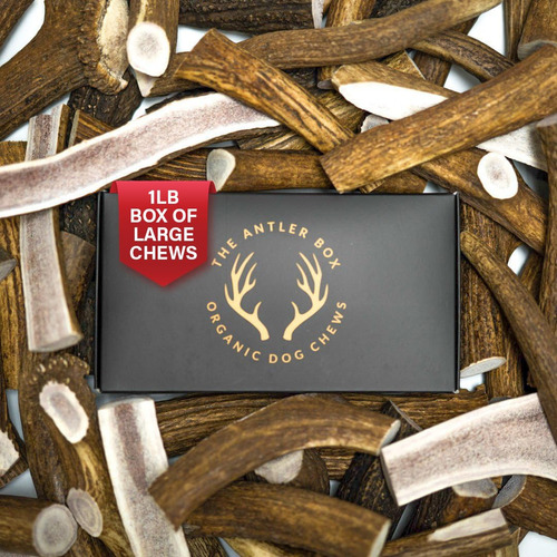 The Antler Box Premium Elk Astas Masticables Para Perros (ca