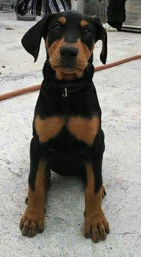 Cachorro Doberman Perrito Doverman Puppy Dobermen Cachorrito