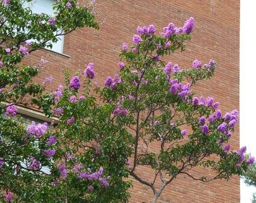 Árbol Júpiter Color Morado