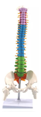 45 Cm Con Anatomía: Anatomía Pélvica Humana, Columna Vertebr