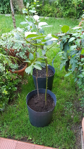 Planta De Laurel Comestible. Envase 12 Litros