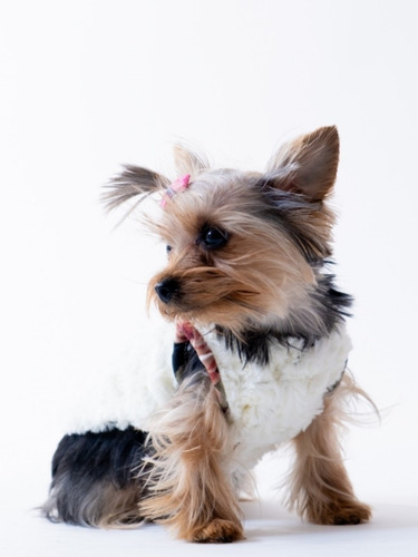Abrigo Suéter Para Perro Gato Pequeños Ropa Mascotas Calidad