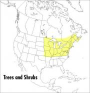 Libro A Field Guide To Trees And Shrubs : Northeastern An...