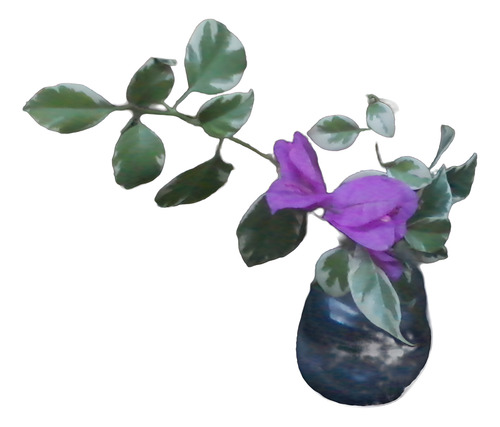 Muda Rara Bougainville Primavera Variegata - Cor Real Lilás
