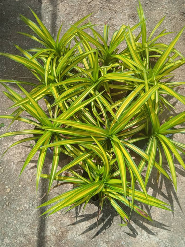 Pandanus 