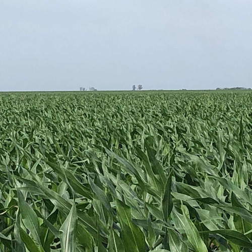 Imagen 4 de 8 de 932 Hectareas. ( A 30 Km Noetinger. Cba)