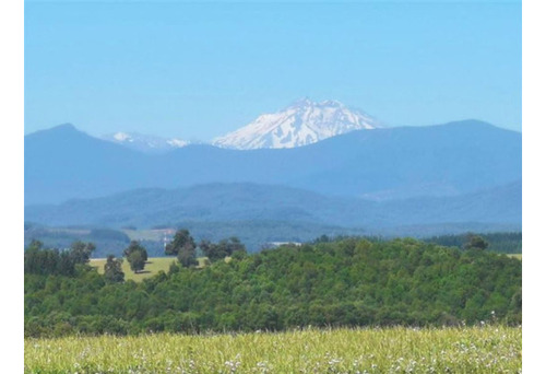 Parcelas Camino A San Fabián De Alico, Rol Propio, 5000m2