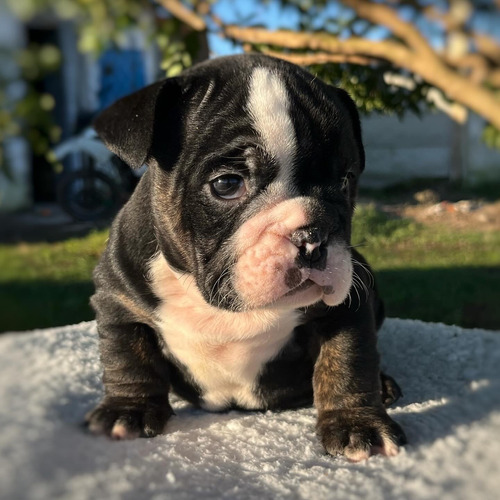 Macho Bulldog Inglés Exótico Black Tri Con Pedigree