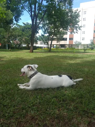 Doação De Cachorro