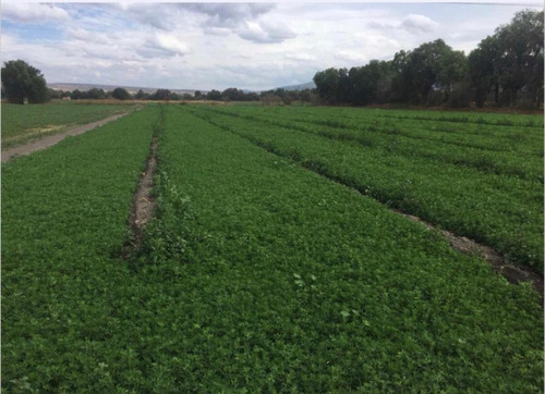 Semilla De Alfalfa Para Germinar Y Sembrar Germinado 100 Gr