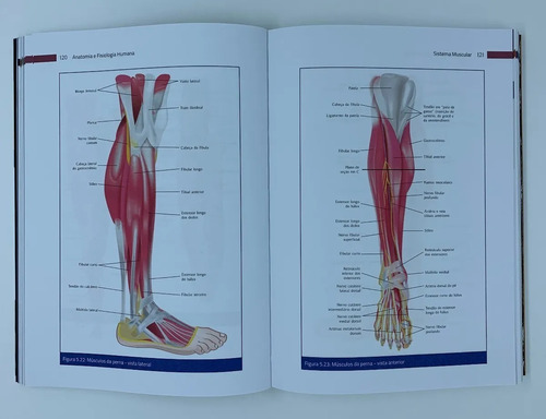 Livro Anatomia E Fisiologia Humana - Imagens Coloridas