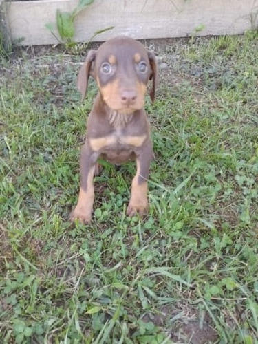 Cachorro Doberman