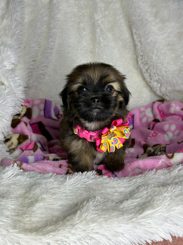 Perro Cachorro Maltipoo Teacup Disponible Entrega Inmediata 