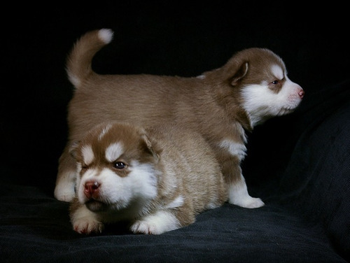 Grandiosa Pomsky Pedigri Chip Garantía Total 8