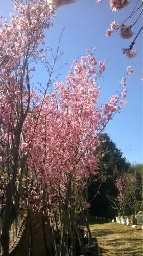 Sakura Flor Rosa ( Arbol Cerezo Japonés ) Injerto 