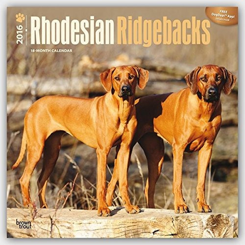 Rhodesian Ridgebacks 2016 Square 12x12 (multilingual Edition