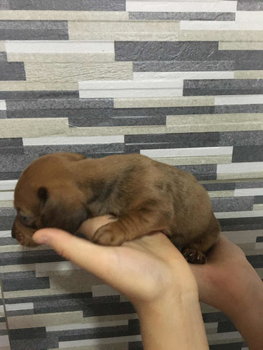 Imagen 6 de 10 de Perros Salchichas Mini 70365966