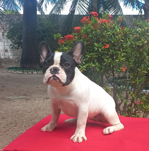 Criador Das Raças Shih Tzu, Pug E Bulldog Francês.