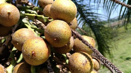 Semilla De Palmera De Coyol, Corconabe