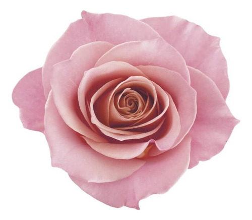 Kit Siage Nutri Rose: Shampoo + Condicionador Eudora