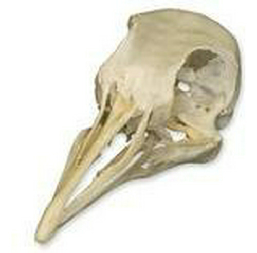 Cráneo De La Paloma (natural Calidad Ósea A).
