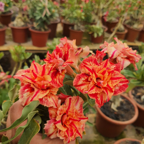  Rosas Del Desierto Adenium Obesum 3 Colores Bonsais