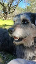 Comprar Manolo En Adopción Responsable