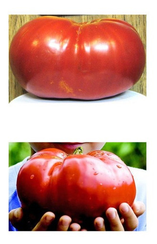 Tomate Gigante Do Guinness Sementes Recorde Mundial: 3,2 Kg