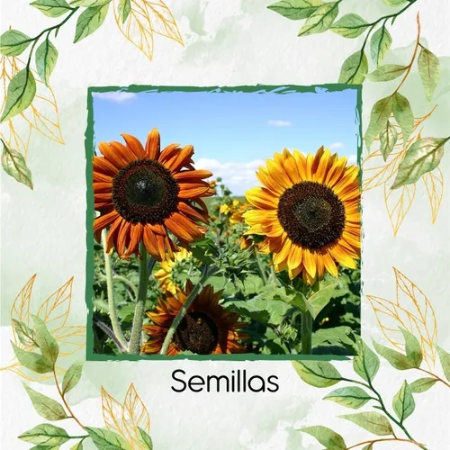 40 Semillas De Flor Girasol Belleza De Otoño