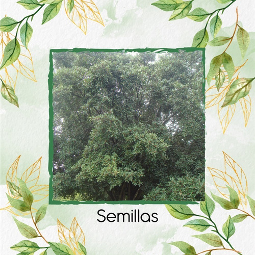 1.000 Semillas De Árbol Caucho Sabanero