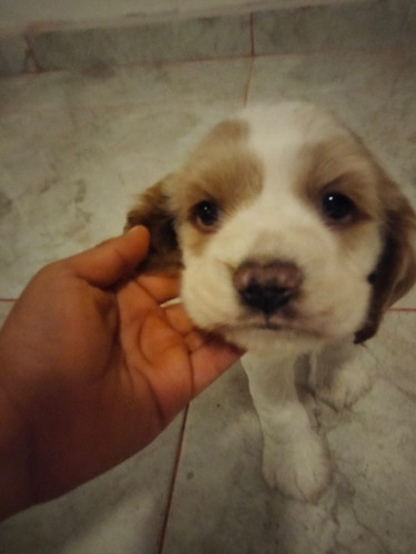 Cachorro Cocker Blanco Con Miel 