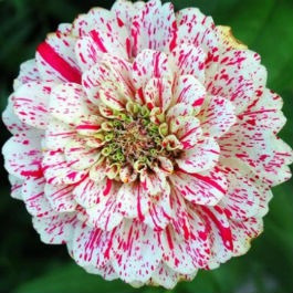 Flor Zínia Gigante Cores Sortidas Para Jardins 60 Sementes