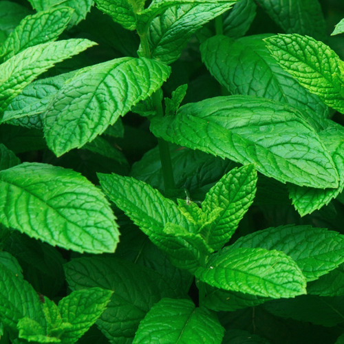 Imagen 5 de 5 de 2 Aceites Esenciales Para Perro Lavanda Y Menta Liv Natural