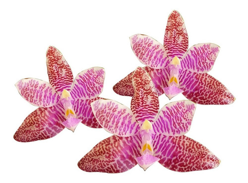 Orquídea Phalaenopsis Lueddemanniana Planta Espécie Adulta