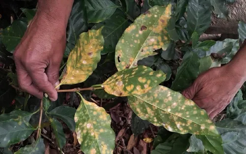 Verdadero X Kilo Syngenta