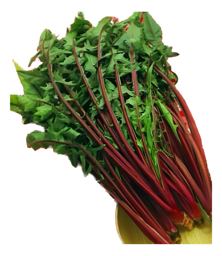 Achicoria Catalonia Roja Julia - 20 grs de semillas
