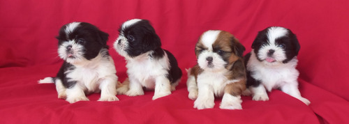 Criador Das Raças Shih Tzu, Pug E Bulldog Francês.