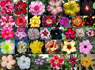 40 Sementes De Rosas Do Deserto Mix De Cores E Espécies.