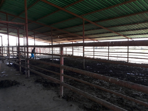 Midaly Vende Hermosa Finca, 240has, Entrada Al Tejero, A 250mts De La Virgen, Maturin, Monagas