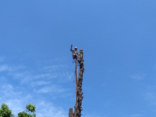 Imagen 7 de 10 de Poda De Arboles Y Palmeras Tala Extracciones Altura Riesgo