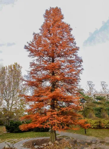 Arbol Ciprés Calvo - Taxodium Distichum. Hermosa Conífera!!!