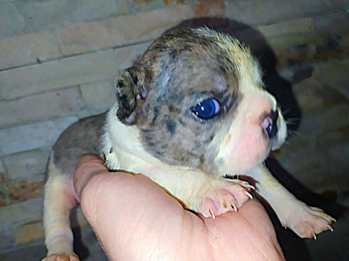 Perrita Bulldog Frances Merle Exótica De Ojitos Claros