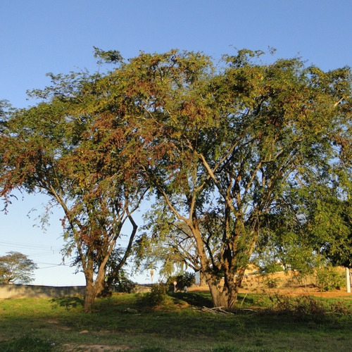 200 Sementes Jacarandá Da Bahia Caviúna - Rara Árvore Nativa