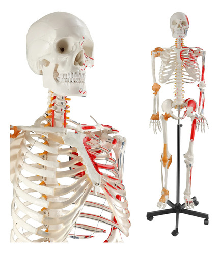 Breesky Modelo De Esqueleto Humano De 70.8 Pulgadas Para Ana