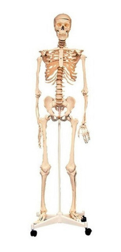 Esqueleto Cuerpo Humano