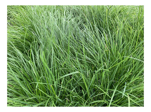 Semilla Forrajes Pastos Ryegrass Pere Rohan Clima Frío 4 Lb