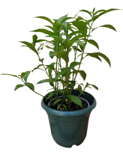 Huele De Noche , Jazmín (cestrum Nocturnum) Envió Gratis
