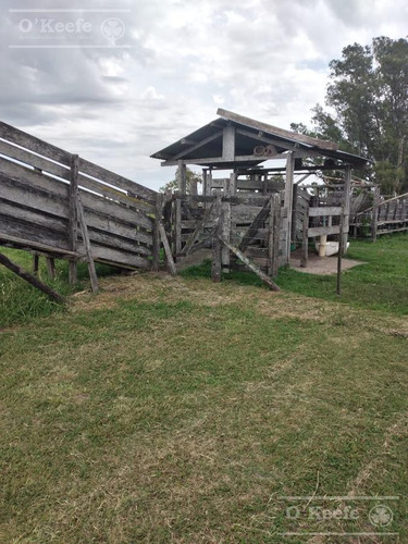 Imagen 8 de 22 de Campo Mixto En Venta En Chivilcoy 60 % Agrícola - Armado