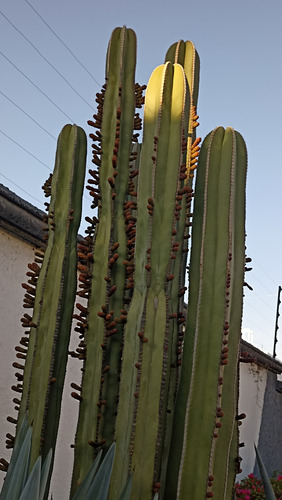 Pachycereus Marginatus Un Esqueje 80 Cms A 1 Metro, Nv