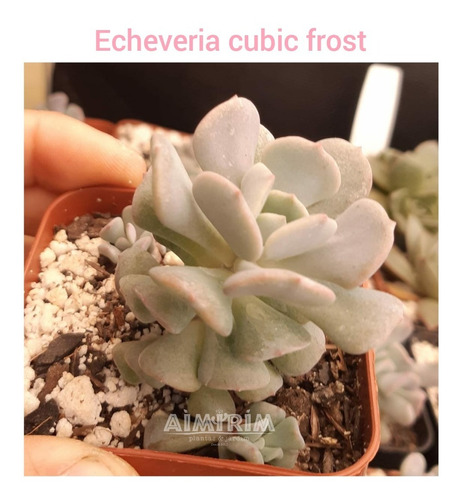 Suculenta Echeveria Cubic Frost - Uma Planta